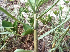 Paspalum vaginatum image