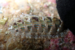 Rhyssoplax diaphora
