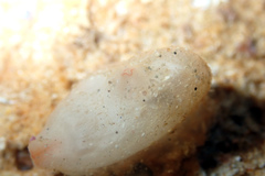 Pyuridae