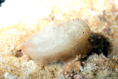 Pyuridae