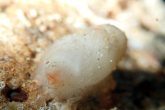 Pyuridae