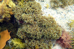 Zonaria spiralis