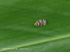Lophopinae
