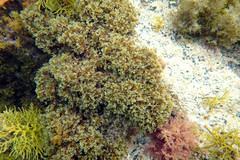 Zonaria spiralis