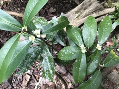Phaleria octandra