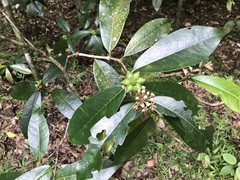 Phaleria octandra