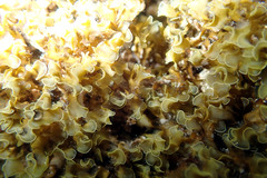 Zonaria spiralis