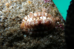 Rhyssoplax tricostalis