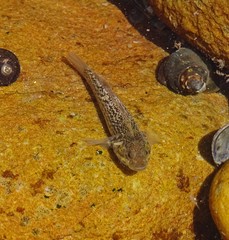 Caffrogobius nudiceps