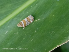 Lophopinae