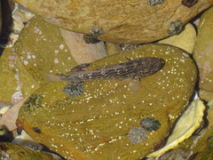 Caffrogobius nudiceps