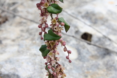 Dioscorea orientalis