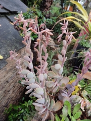 Kalanchoe fedtschenkoi