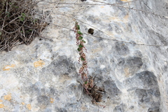 Dioscorea orientalis