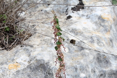 Dioscorea orientalis