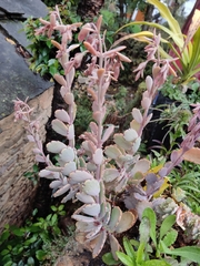 Kalanchoe fedtschenkoi