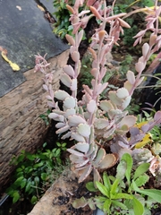 Kalanchoe fedtschenkoi