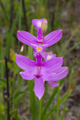 Calopogon tuberosus tuberosus