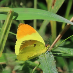 Afrodryas leda