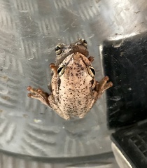 Hyperolius kivuensis