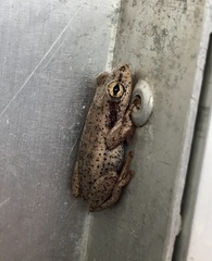 Hyperolius kivuensis