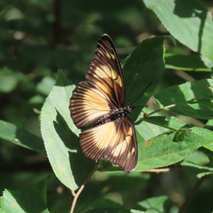 Pseudacraea lucretia