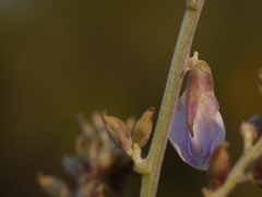 Pueraria tuberosa