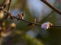 Pueraria tuberosa