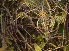 Pueraria tuberosa