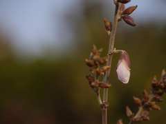Pueraria tuberosa