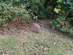 Gorsachius melanolophus