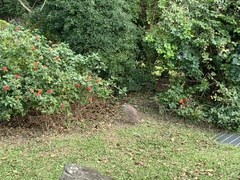 Gorsachius melanolophus