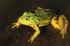 Pool Frog photo 4