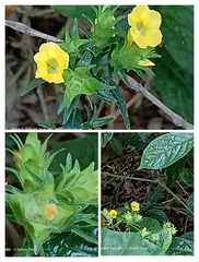 Strobilanthes crispus