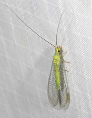 Plesiochrysa ramburi