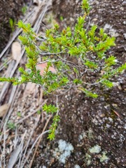 Pseudanthus pauciflorus