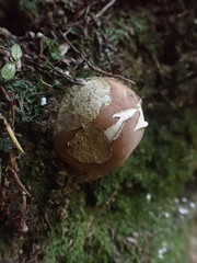 Boletus semigastroideus