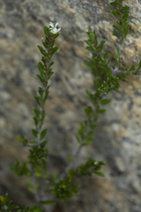 Pseudanthus pauciflorus