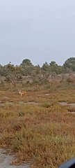 Canis aureus moreoticus