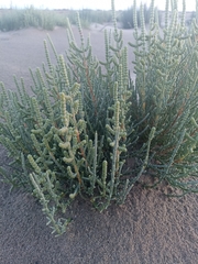 Salicornia europaea