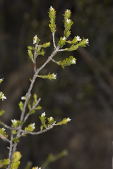 Pseudanthus pauciflorus