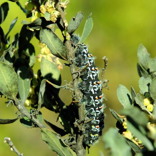 Photo of Zig-Zag Emperor Silkmoth (Gonimbrasia tyrrhea)