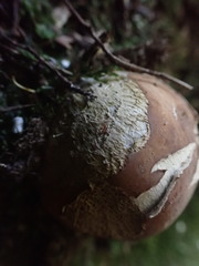 Boletus semigastroideus