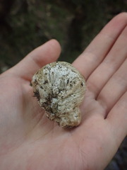 Boletus semigastroideus