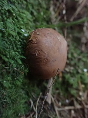 Boletus semigastroideus