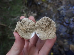 Boletus semigastroideus