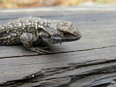 Sceloporus anahuacus