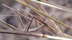 Insecta