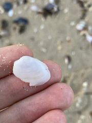 Mactrotoma antecedens