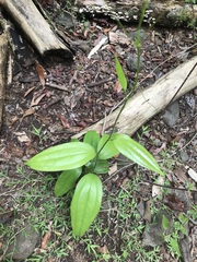 Smilax aculeatissima